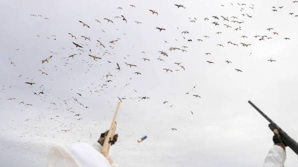 how to hunt snow geese