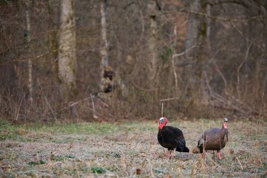 how to hunt spring turkey