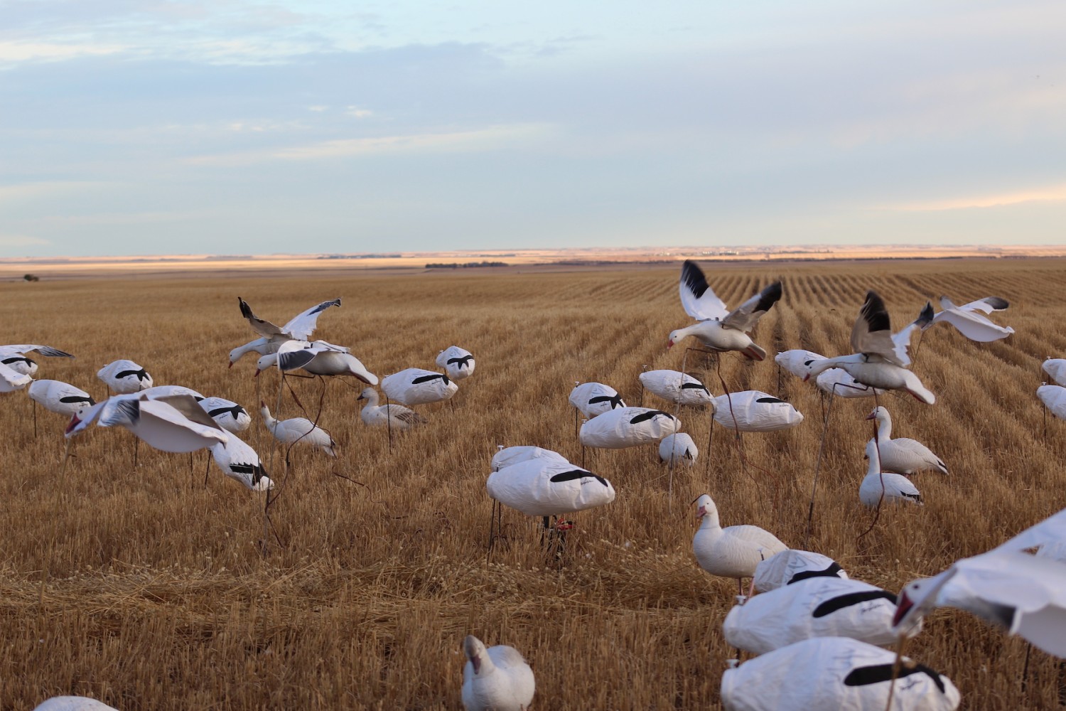 how to hunt snow geese