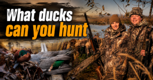 what-ducks-can-you-hunt
