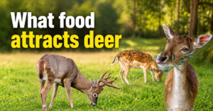 what-food-attracts-deer