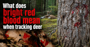what-does-bright-red-blood-mean-when-tracking-deer