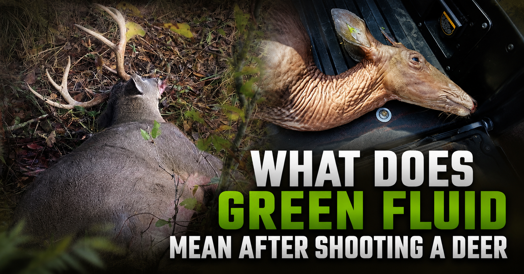 what-does-green-fluid-mean-after-shooting-a-deer