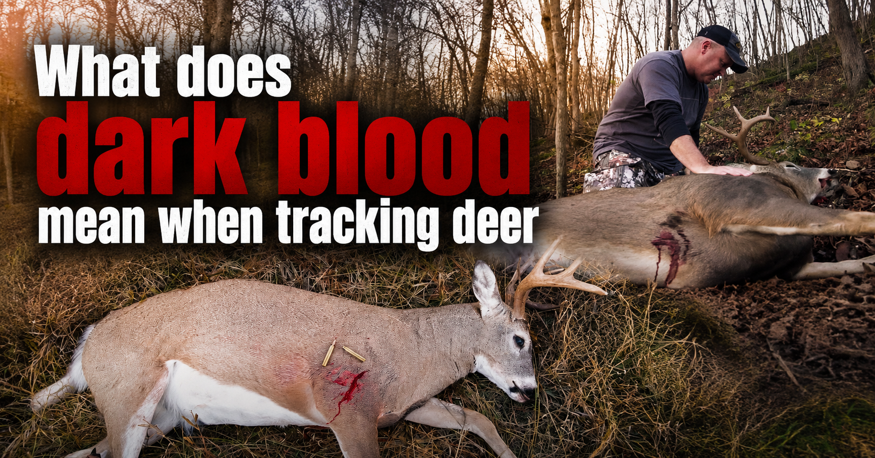 what-does-dark-blood-mean-when-tracking-deer