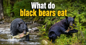 what-do-black-bears-eat
