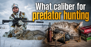 what-caliber-for-predator-hunting