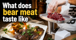 what-does-bear-meat-taste-like