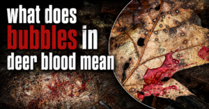 what-does-bubbles-in-deer-blood-mean