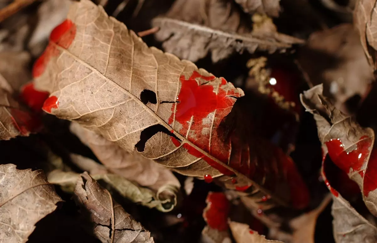 what-does-bright-red-blood-mean-when-tracking-deer