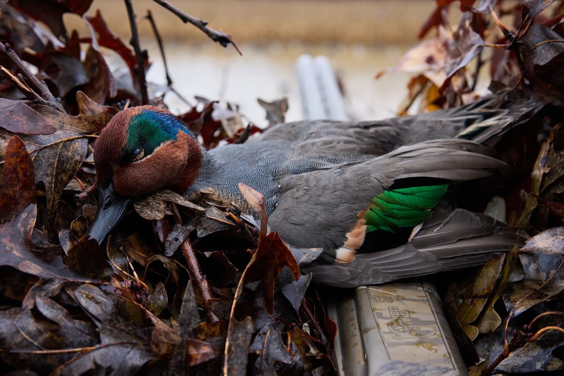 what-ducks-can-you-hunt