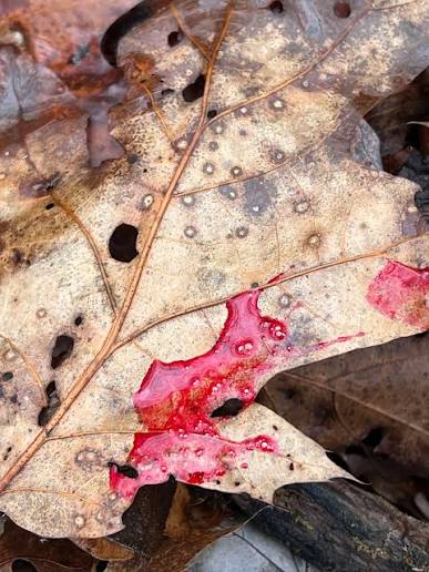 what-does-bubbles-in-deer-blood-mean