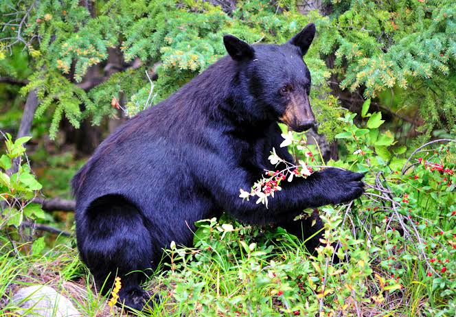 what-do-black-bears-eat