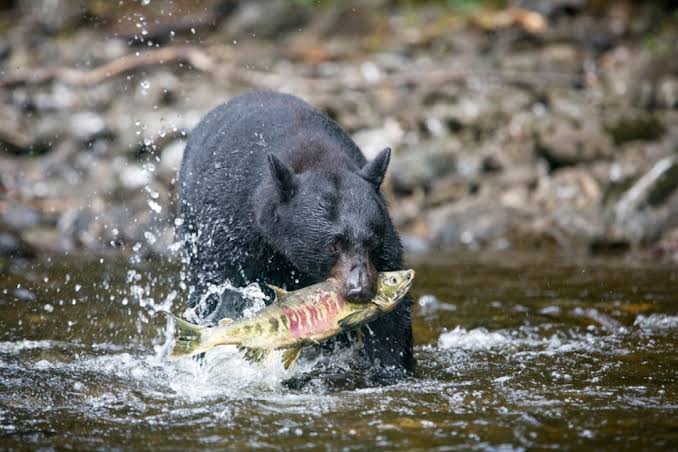 what-do-black-bears-eat