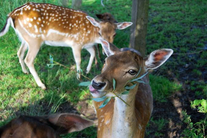 what-food-attracts-deer