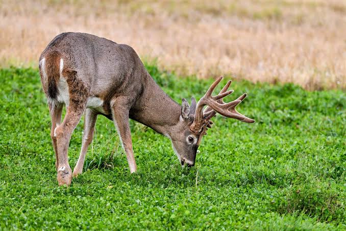 what-food-attracts-deer