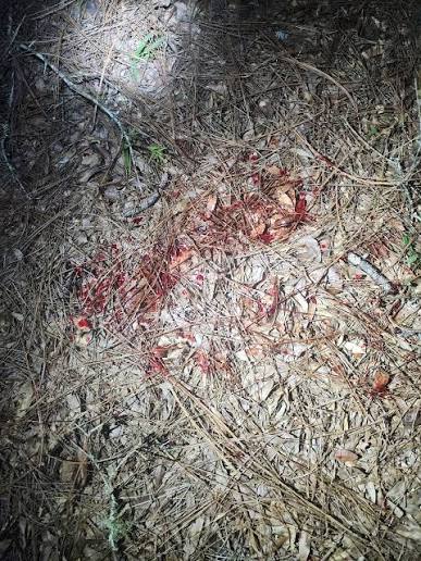 what-does-bubbles-in-deer-blood-mean