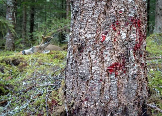 what-does-bright-red-blood-mean-when-tracking-deer