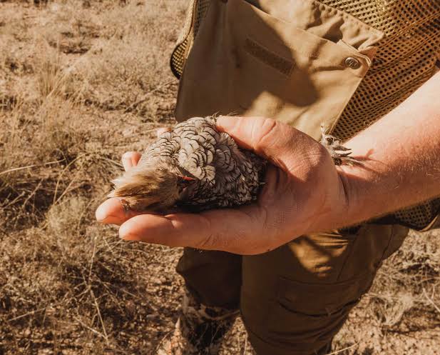 what-choke-for-quail-hunting
