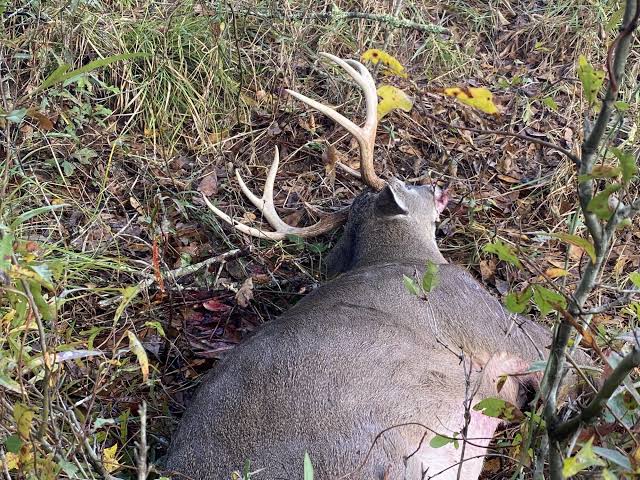 what-does-green-fluid-mean-after-shooting-a-deer