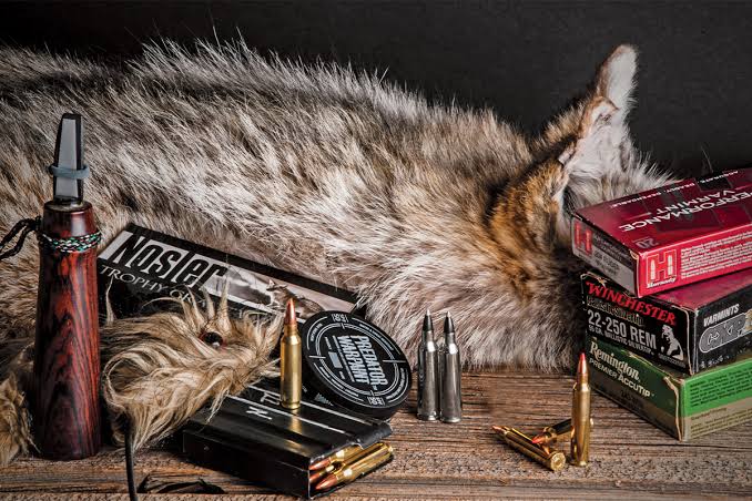 what-caliber-for-predator-hunting