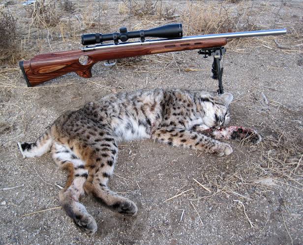 what-caliber-for-bobcat-hunting
