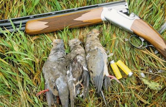 what-choke-for-dove-hunting
