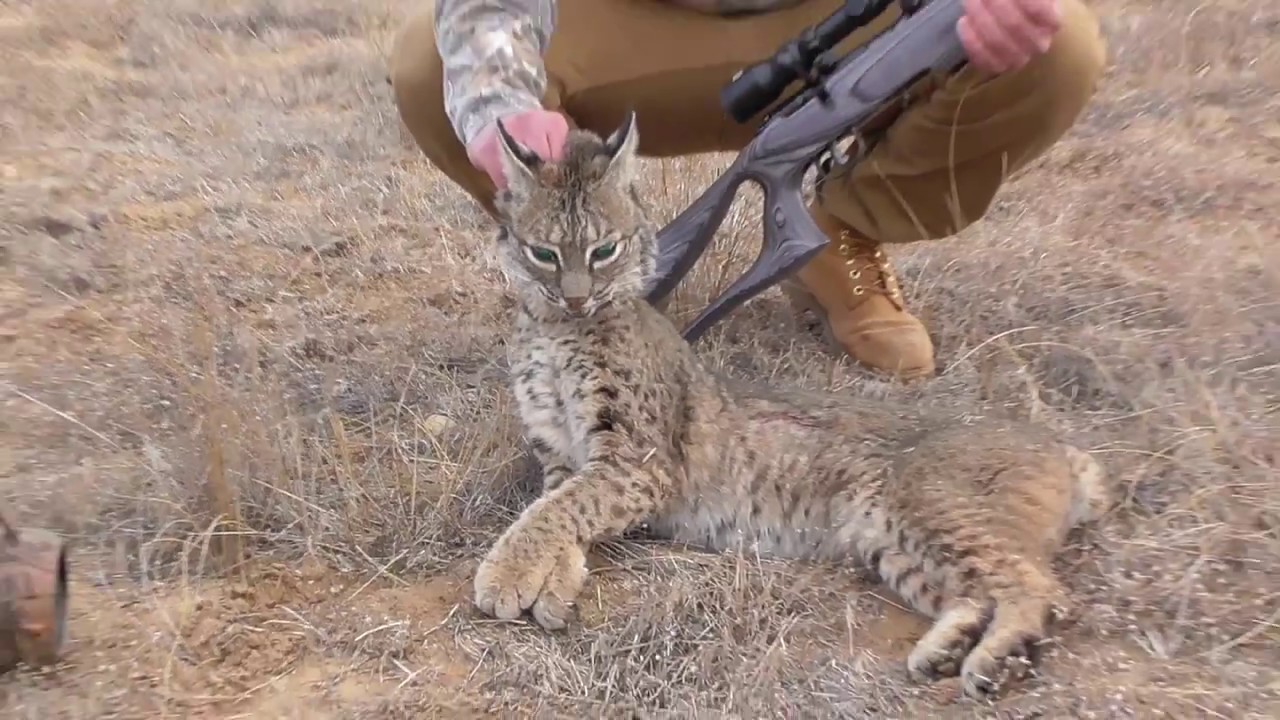 what-caliber-for-bobcat-hunting