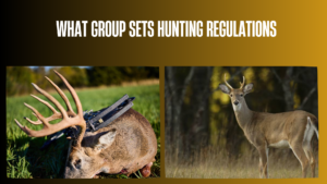 what-group-sets-hunting-regulations