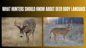 what-hunters-should-know-about-deer-body-language
