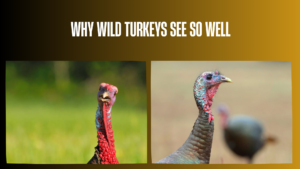 why-wild-turkeys-see-so-well