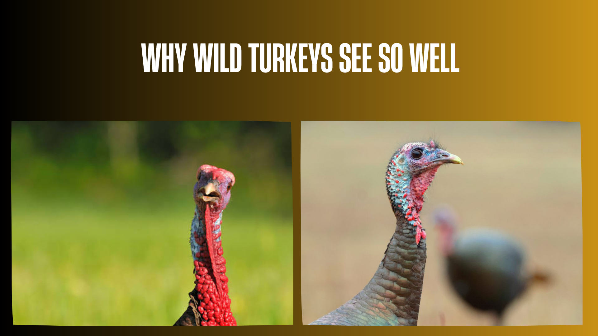 why-wild-turkeys-see-so-well
