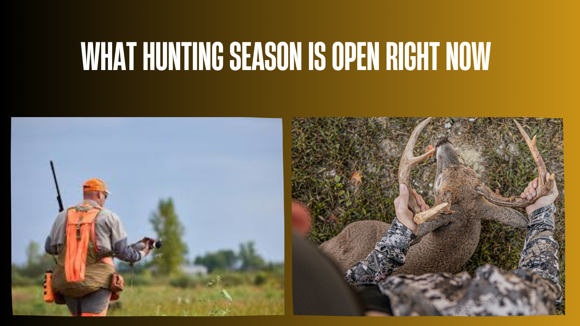 what-hunting-season-is-open-right-now