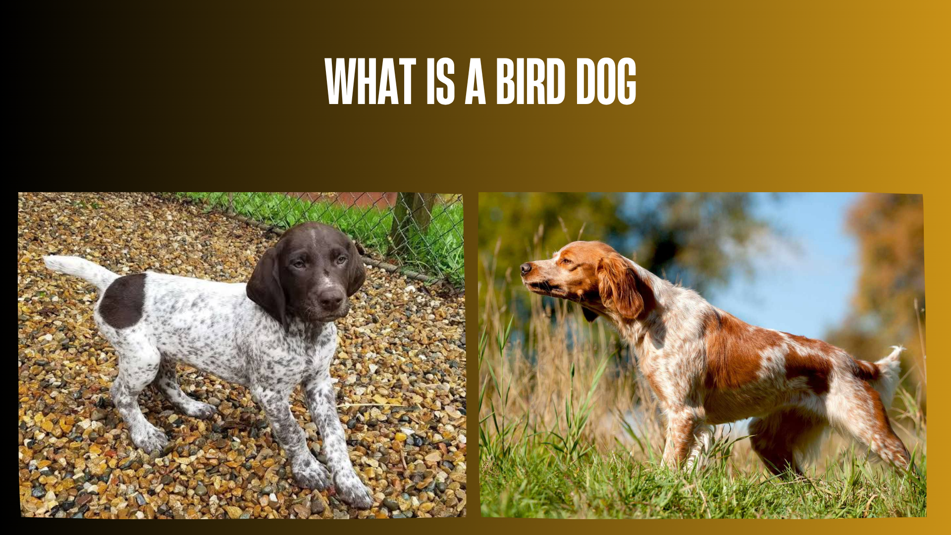 what-is-a-bird-dog