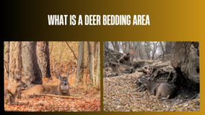 what-is-a-deer-bedding-area