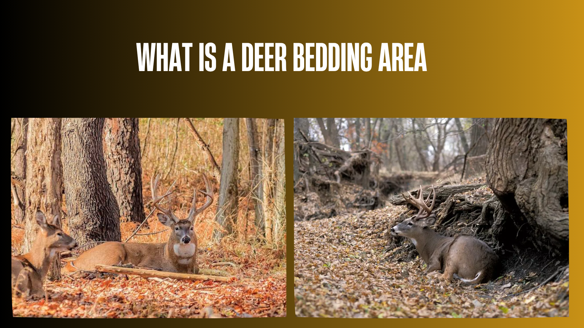 what-is-a-deer-bedding-area