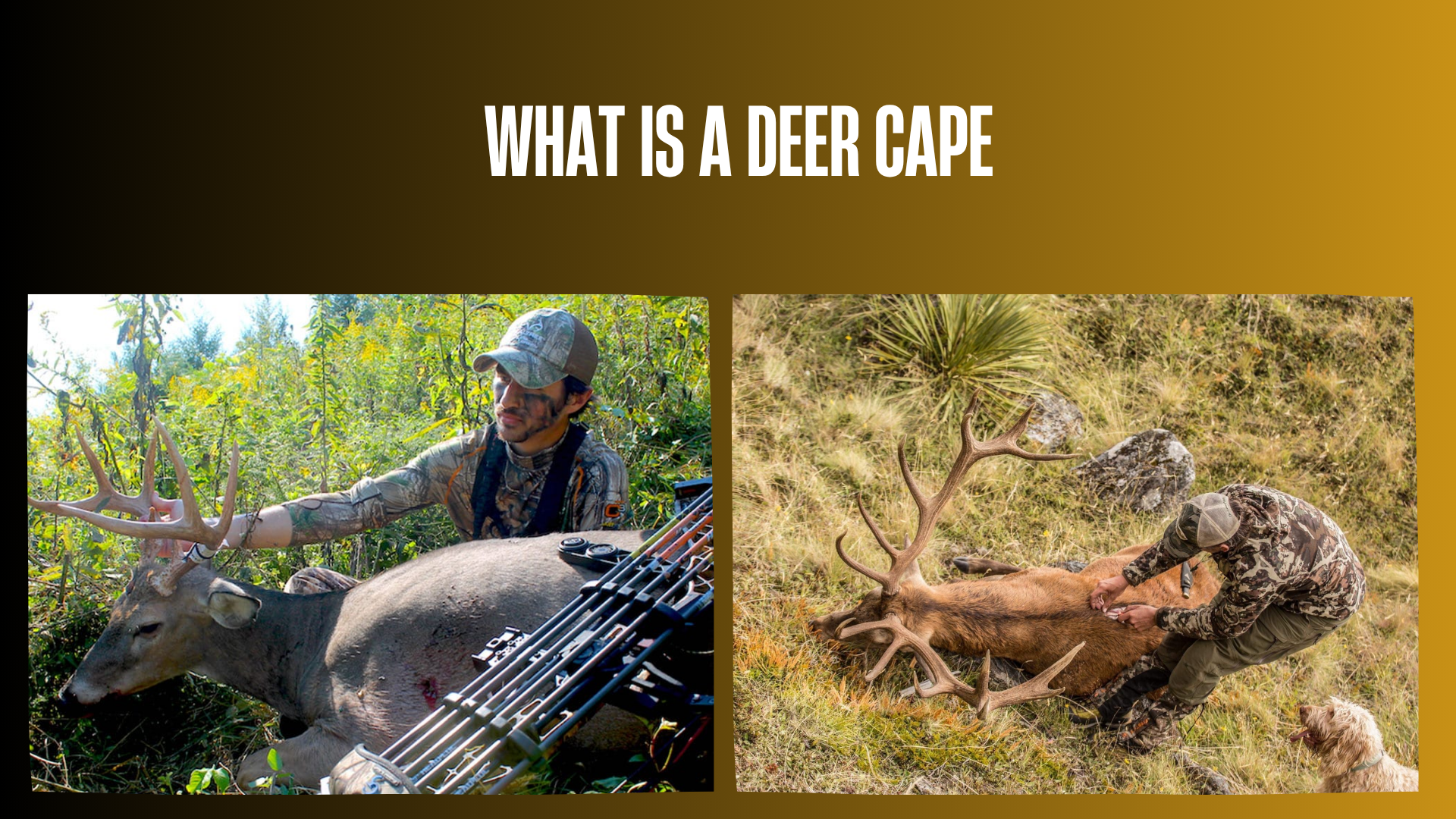 what-is-a-deer-cape