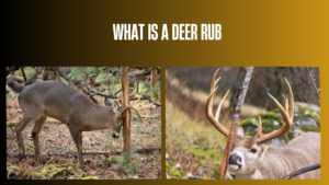 what-is-a-deer-rub