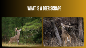 what-is-a-deer-scrape