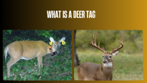 what-is-a-deer-tag