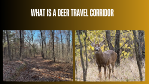 what-is-a-deer-travel-corridor