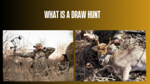 what-is-a-draw-hunt