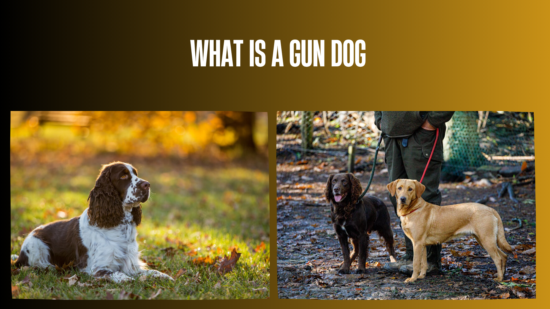 what-is-a-gun-dog
