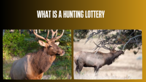 what-is-a-hunting-lottery