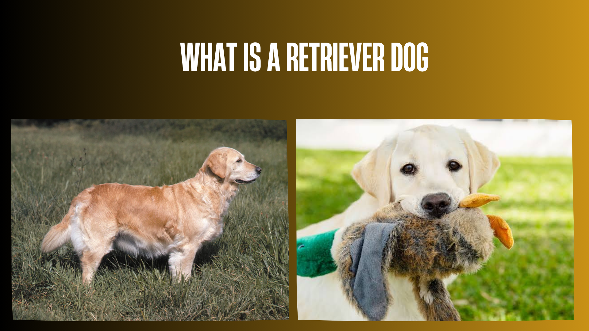 what-is-a-retriever-dog