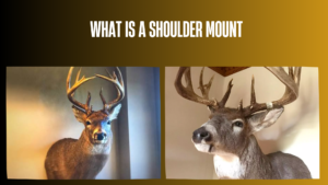 what-is-a-shoulder-mount