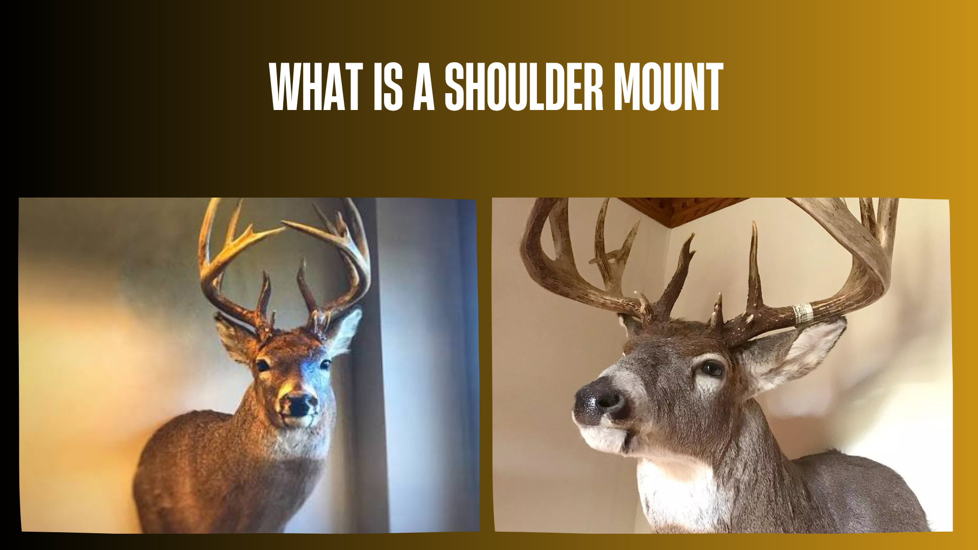 what-is-a-shoulder-mount