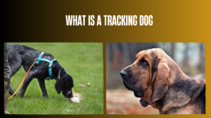 what-is-a-tracking-dog