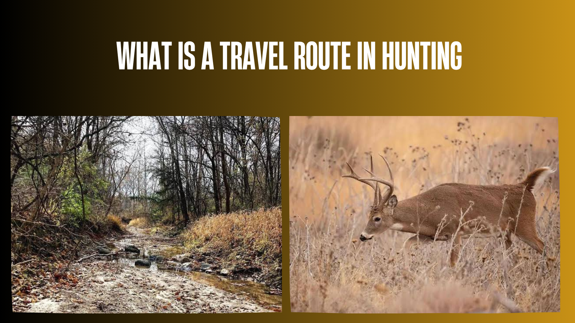 what-is-a-travel-route-in-hunting