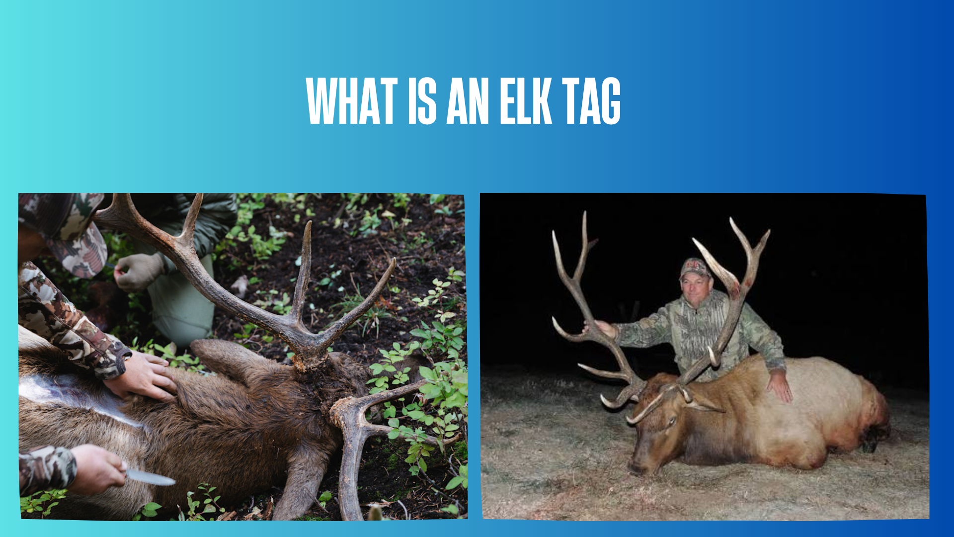 what-is-an-elk-tag