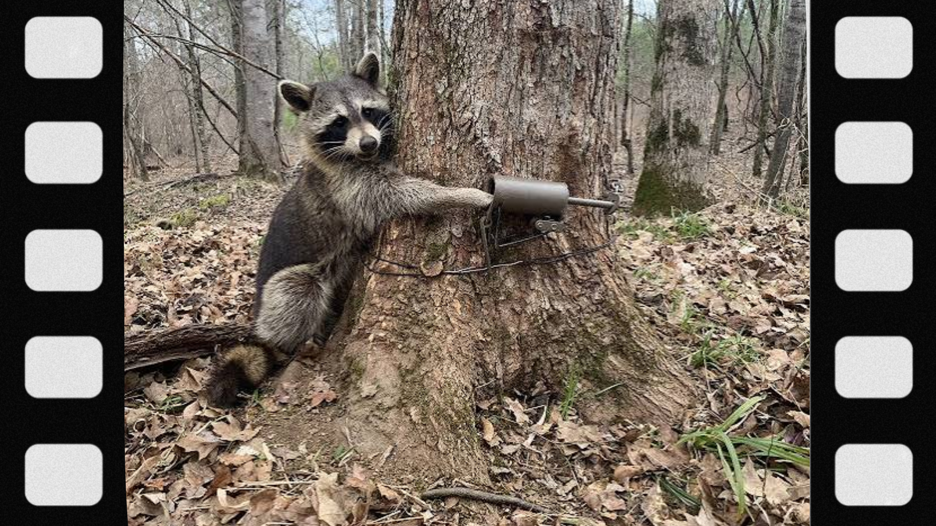 what-gear-do-you-need-for-raccoon-hunting